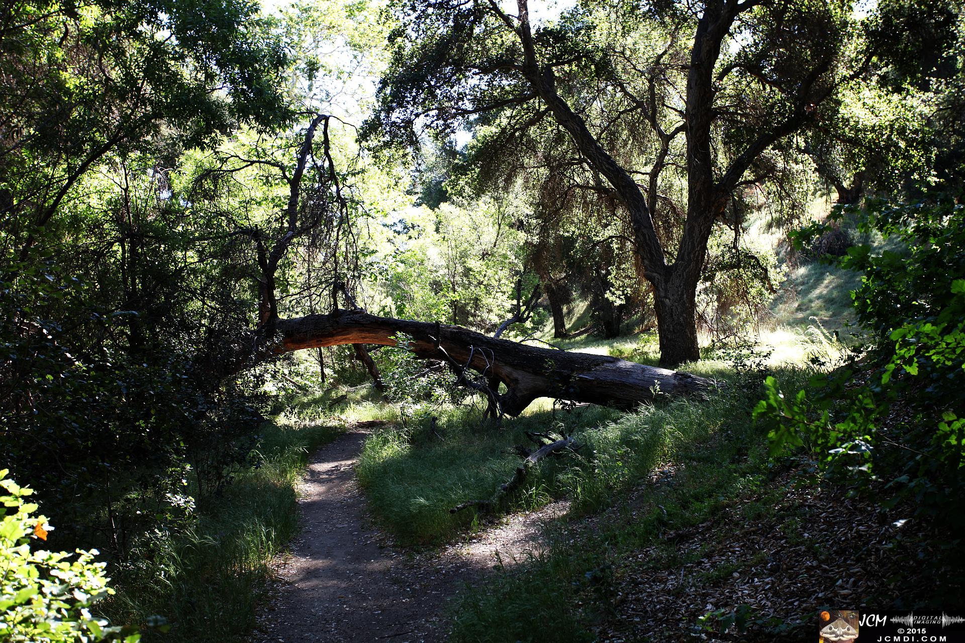 Whitney Canyon Hike fallen tree arch